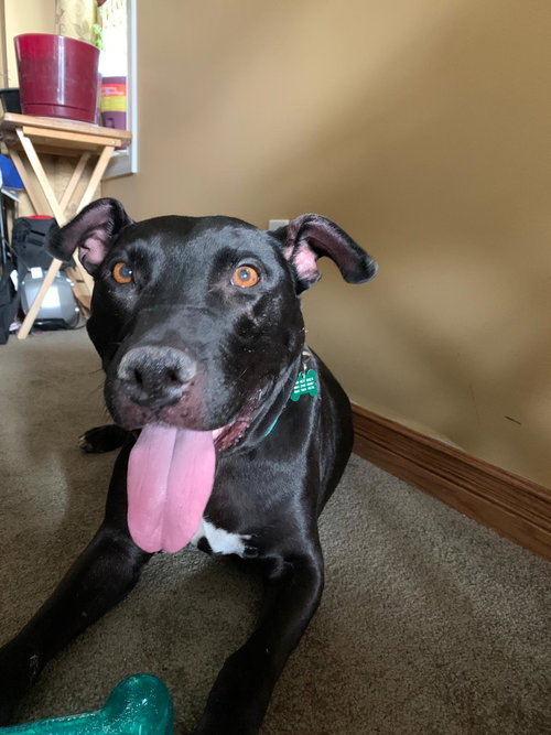 SUGAR - Pit Bull Terrier / Labrador Retriever available for adoption
