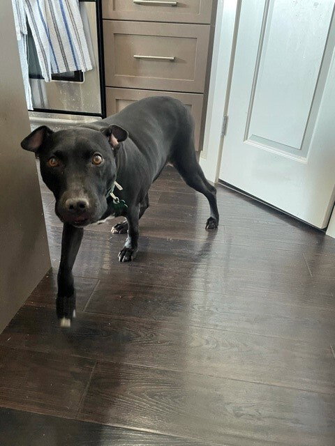 SUGAR - Pit Bull Terrier / Labrador Retriever available for adoption