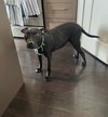 Sugar - Photo 3