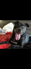 Sugar - Photo 4