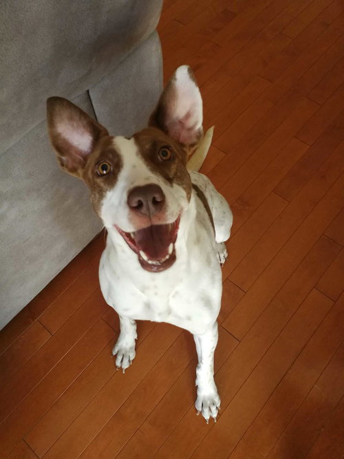 GUCCI - Labrador Retriever available for adoption