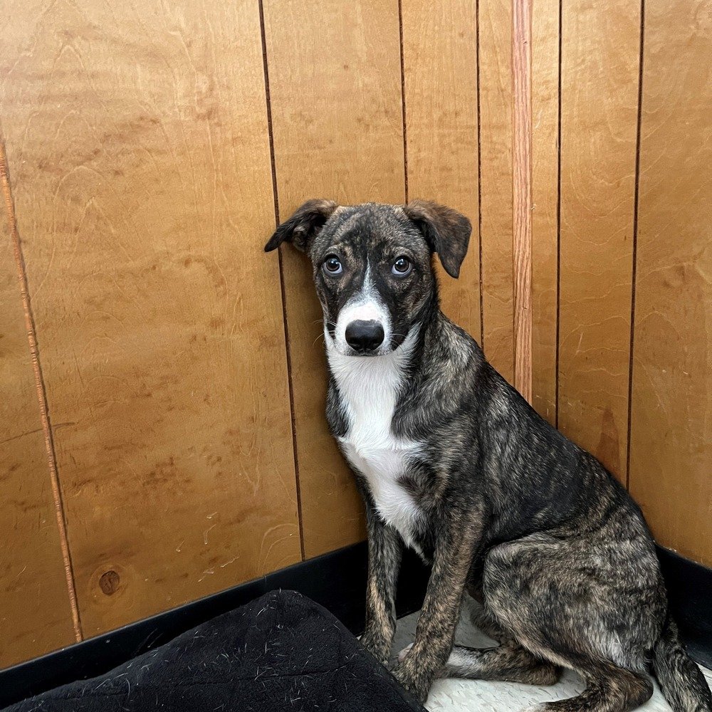 adoptable Dog in Calgary, AB named Navi