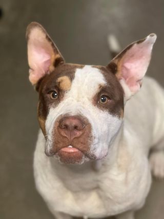 adoptable Dog in Calgary, AB named Rhonda