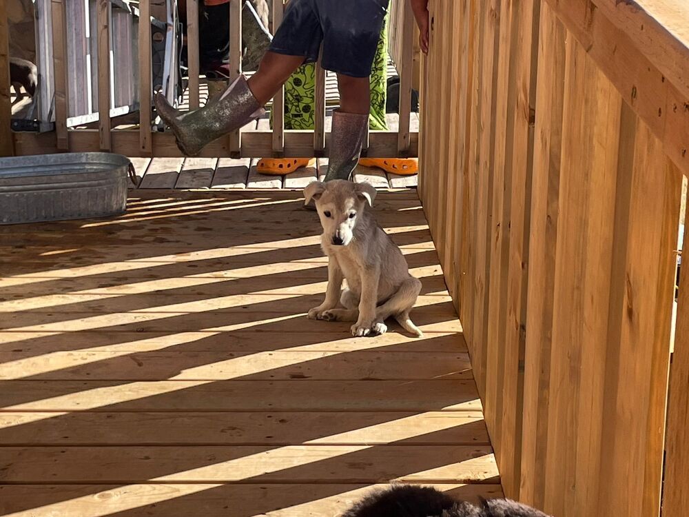 adoptable Dog in Calgary, AB named Boots