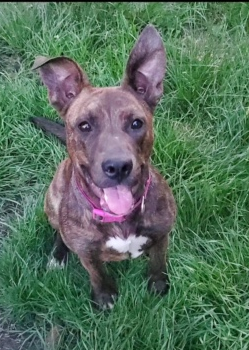 adoptable Dog in Calgary, AB named Daisey (Olive)