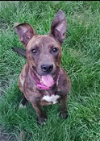 adoptable Dog in  named Daisey (Olive)