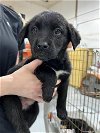 adoptable Dog in  named Stormi