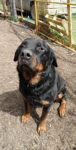 TANK - Terrier / Rottweiler available for adoption