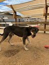 adoptable Dog in  named Gary