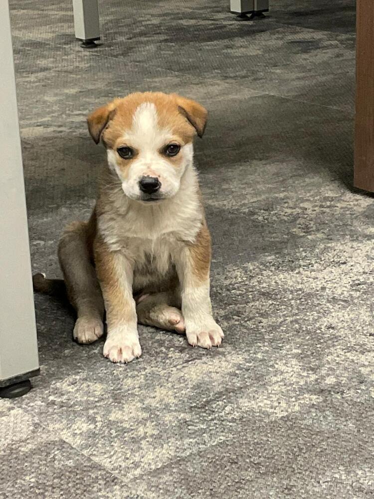 adoptable Dog in Calgary, AB named Pilot