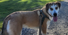 adoptable Dog in , AB named Pilot