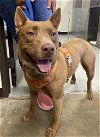 adoptable Dog in  named Wolfy