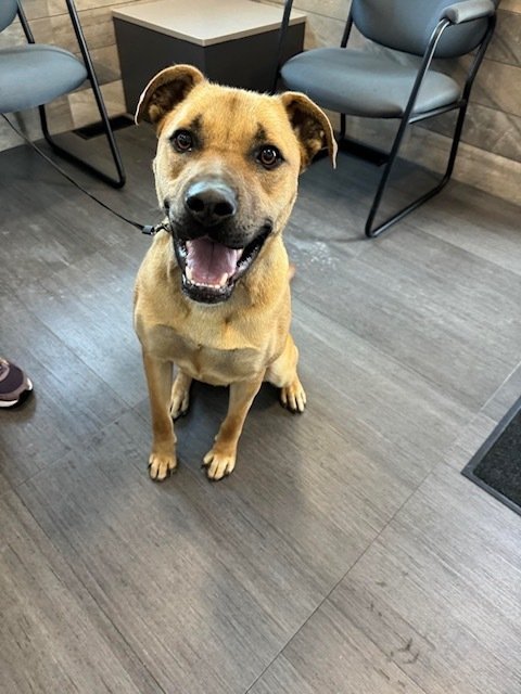 adoptable Dog in Calgary, AB named Moka