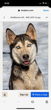 adoptable Dog in , AB named Luna Rae