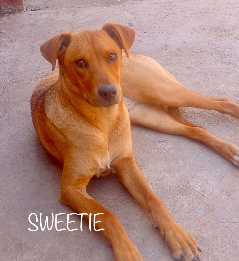 adoptable Dog in Calgary, AB named Sweetie