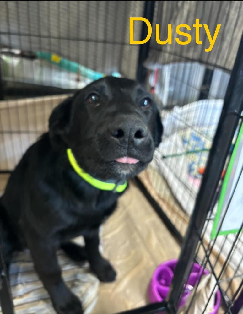 adoptable Dog in Calgary, AB named Dusty