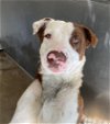 adoptable Dog in  named Emerson