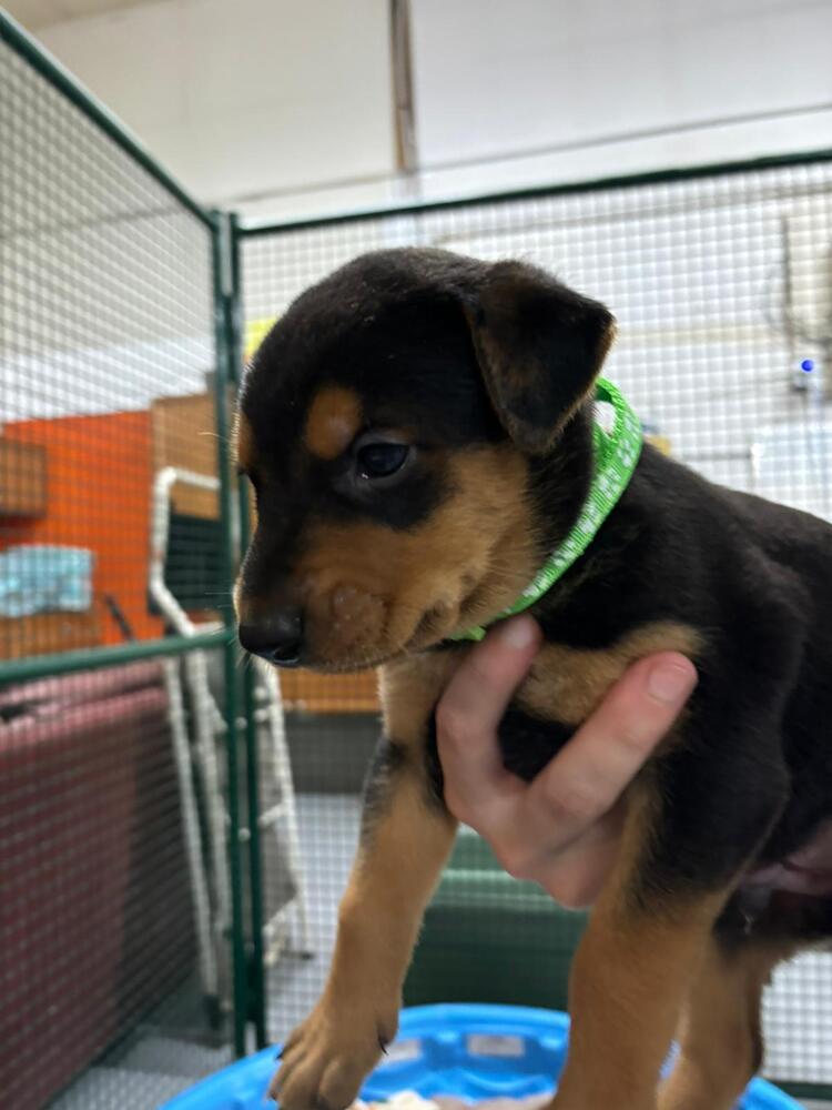 adoptable Dog in Calgary, AB named Nissan