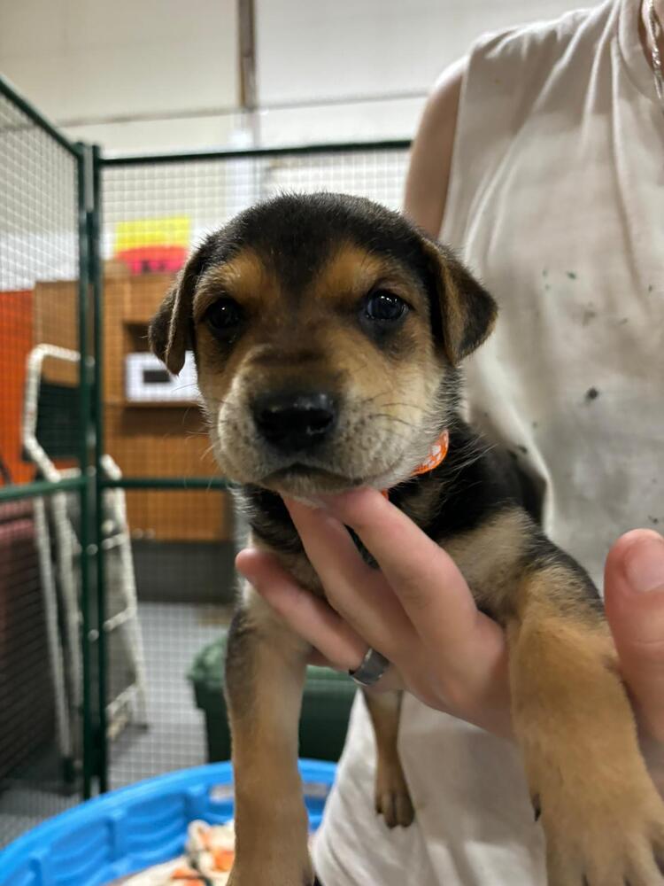 adoptable Dog in Calgary, AB named Audi