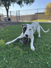 adoptable Dog in Calgary, AB named Midway