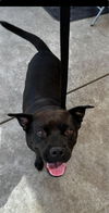 adoptable Dog in , AB named Button