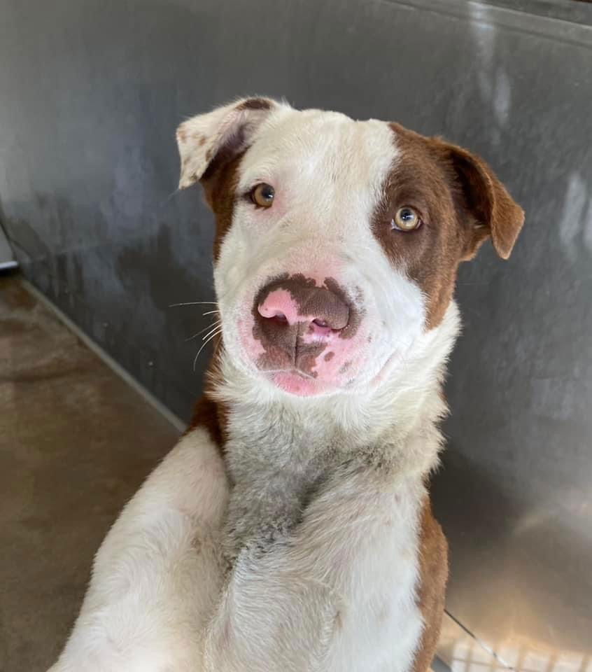 adoptable Dog in Calgary, AB named Emerson