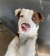 adoptable Dog in , AB named Emerson