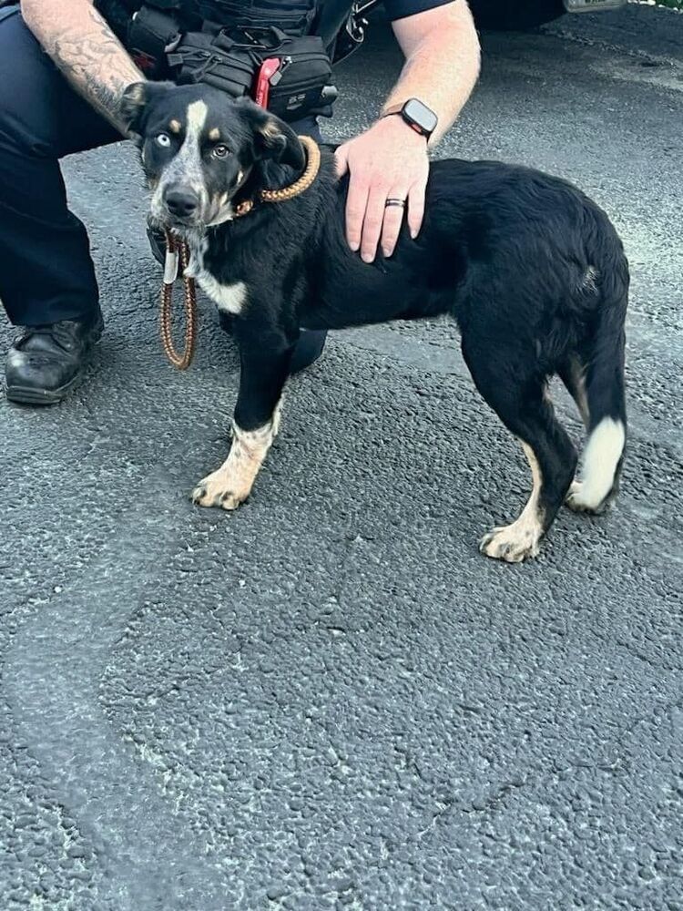 adoptable Dog in Calgary, AB named Jax