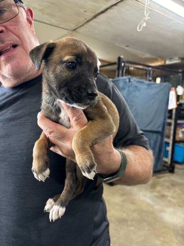 adoptable Dog in Calgary, AB named Lolly