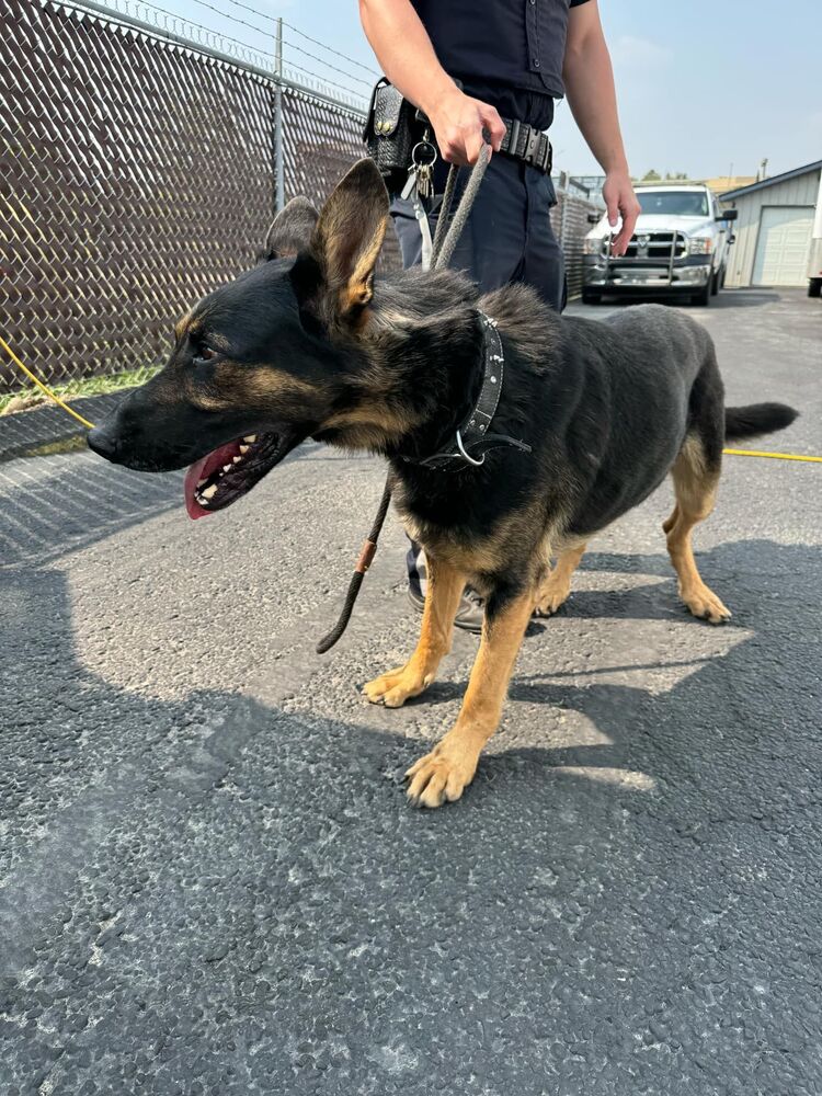 adoptable Dog in Calgary, AB named Cobalt