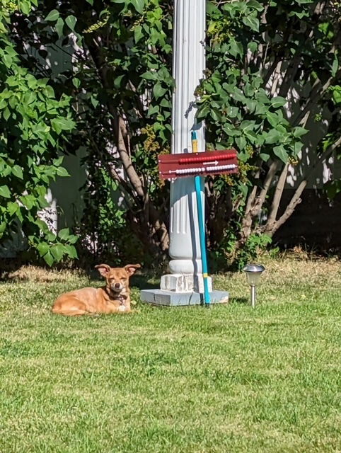 adoptable Dog in Calgary, AB named Emi