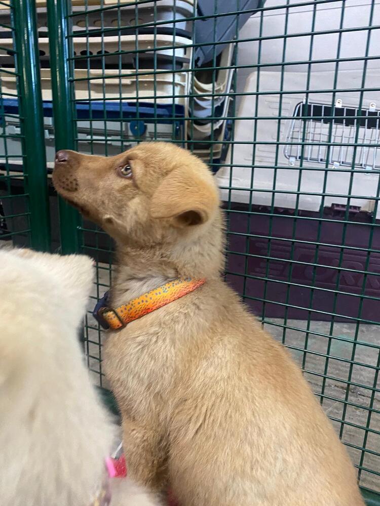 adoptable Dog in Calgary, AB named Regis