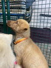 adoptable Dog in , AB named Regis