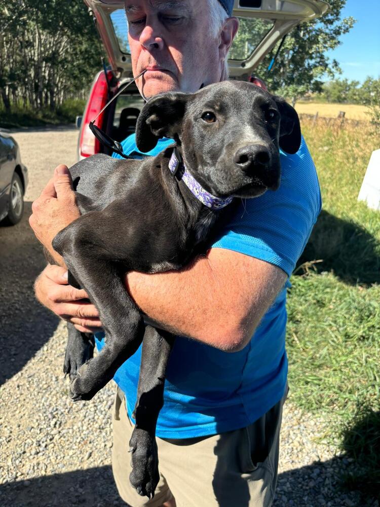 adoptable Dog in Calgary, AB named Nero