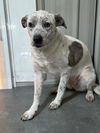 adoptable Dog in Calgary, AB named Quill