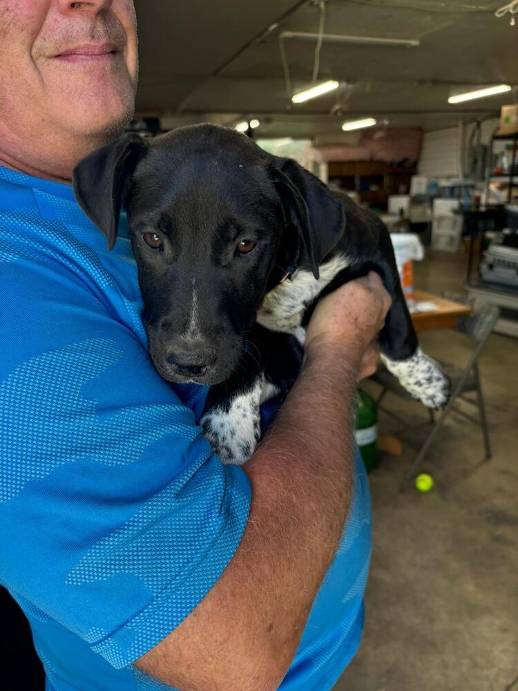 adoptable Dog in Calgary, AB named Isabelle