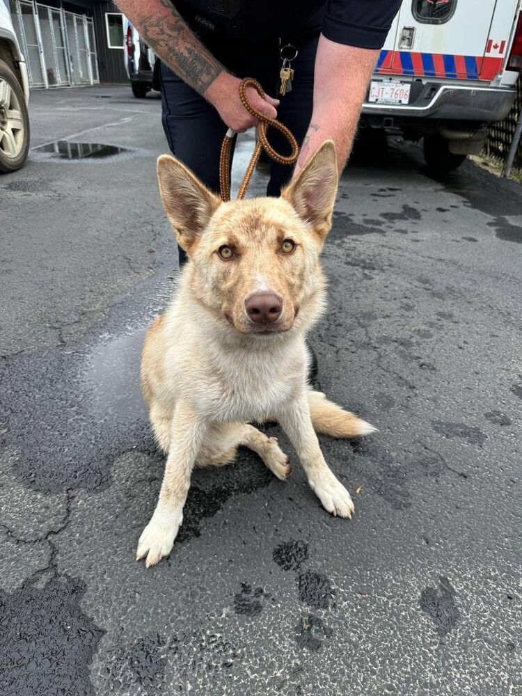 adoptable Dog in Calgary, AB named Carson