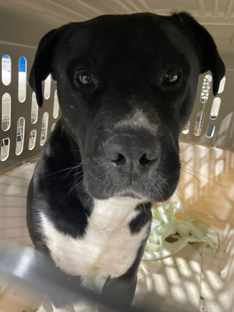 adoptable Dog in Calgary, AB named Night Shade