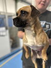 adoptable Dog in Calgary, AB named Buster