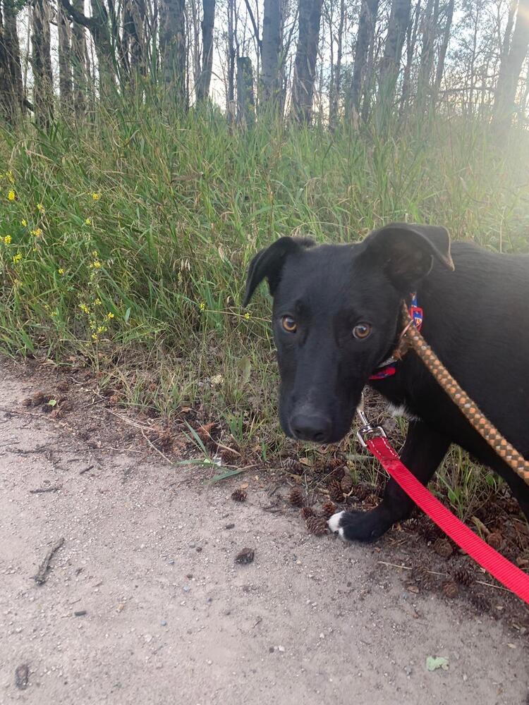 adoptable Dog in Calgary, AB named Pauly