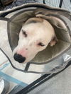 adoptable Dog in , AB named Macduff