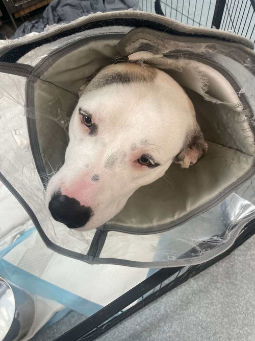MACDUFF - Anatolian Shepherd / Terrier available for adoption