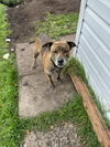 adoptable Dog in , AB named Octivas