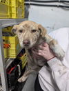 adoptable Dog in  named Sodapop