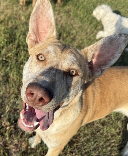SODAPOP - Catahoula Leopard Dog / Labrador Retriever available for adoption