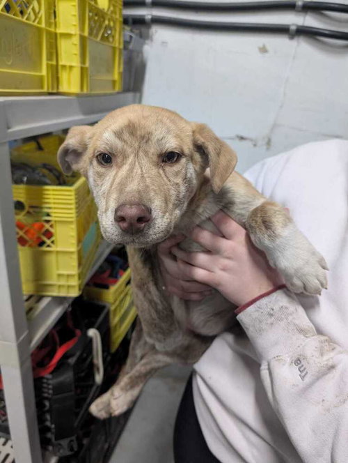 SODAPOP - Catahoula Leopard Dog / Labrador Retriever available for adoption