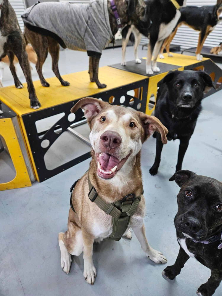 adoptable Dog in Calgary, AB named McFly