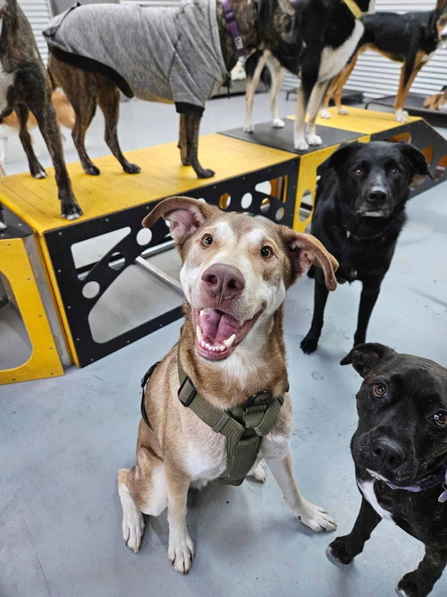 MCFLY - Husky / Terrier available for adoption