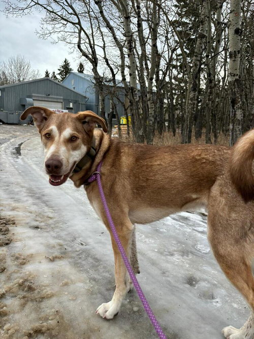 MCFLY - Husky / Terrier available for adoption