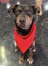 adoptable Dog in  named Manolo